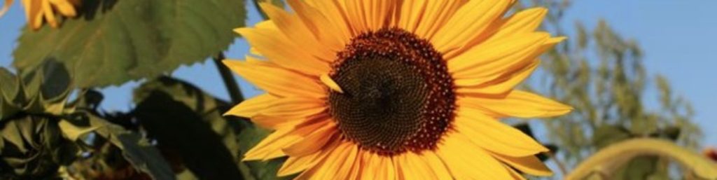 Zonnebloem Utrechtse Heuvelrug